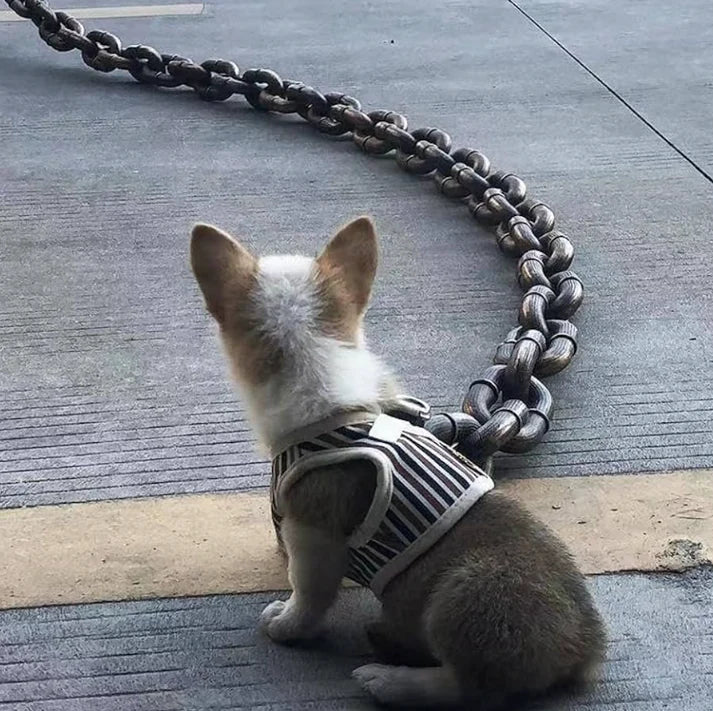 Dog Walking Chain🐶